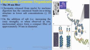 Eukaryotic Genome Organization, #Nucleosome, #Loop domains, #Chromatin,