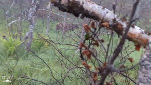 Встреча с медведем