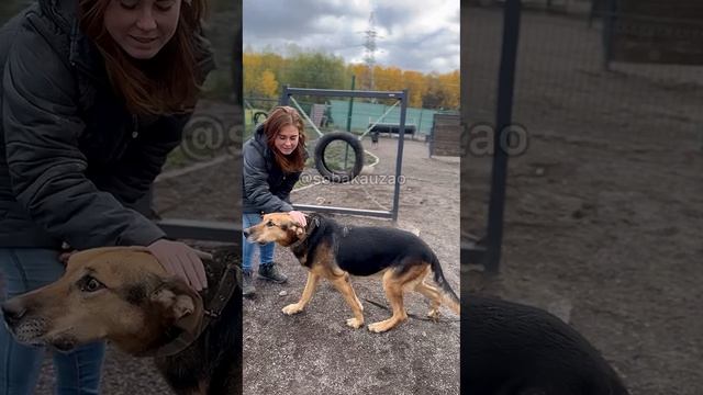 Бруно русский Хатико был найден в поезде метро