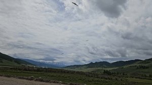 Ястребы на Улаганском тракте