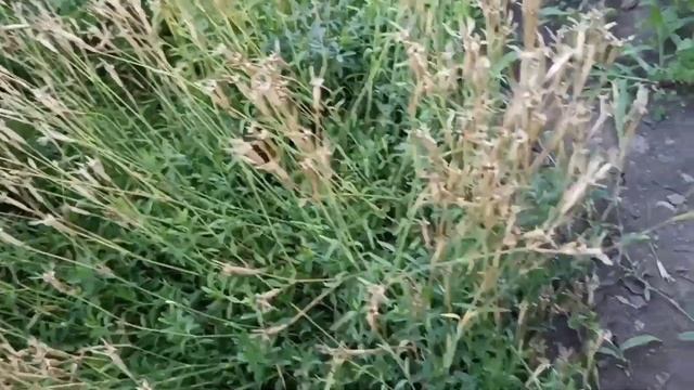 Привожу в порядок клумбы! Обрезка лаванды, спиреи и почвопокровных, после цветения!