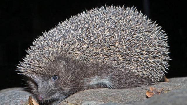 Карельская, лезгинская, ненецкая и тофаларская народные сказки смотреть онлайн