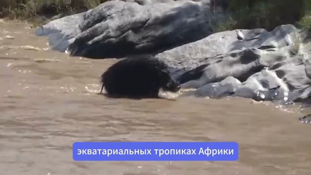 Детям о животных: кабан