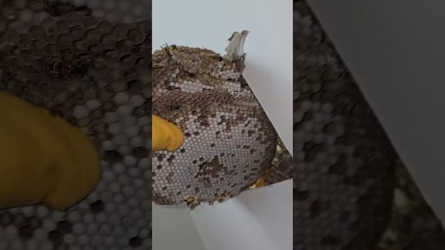 Bedroom FILLED with THOUSANDS of Yellow Jackets Wasps! fyp viral hornetking