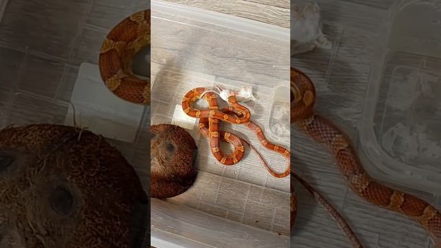 Советы по кормлению Маисовых полозов,змеи. смотреть онлайн