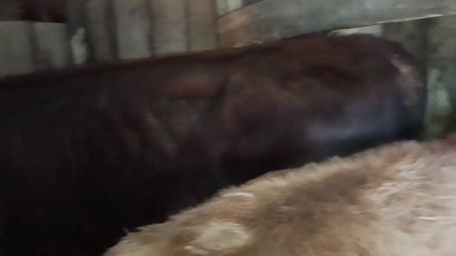 16.12.2022. Вчера привёл очередного бычка на трёхмесячный откорм. смотреть онлайн