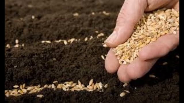 Из какого вы семени и что сеете? 19.12.16 смотреть онлайн