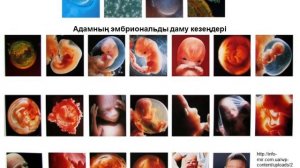 Құрсақта даму. Ұрықтық дамудың алғашқы кезеңдері. Ұрықтың қалыптасуы мен дамуы. Биология. 9 класс