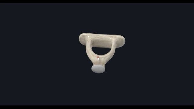 Стремечко 3D Анатомия