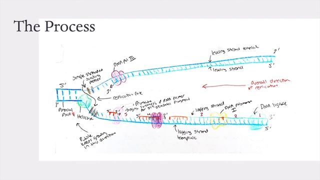 Unit 11 - DNA Replication: The Process