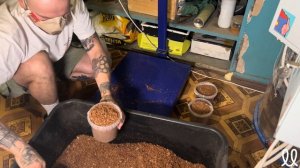 ЕЖОВИК ГРЕБЕНЧАТЫЙ: путь от споры к штамму. Часть №1.