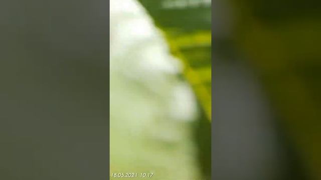 Наконец-то зацвела у нас черёмуха... смотреть онлайн