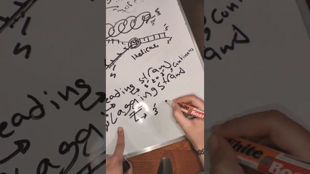 Organic 3 part (5).28.3: Replication of DNA