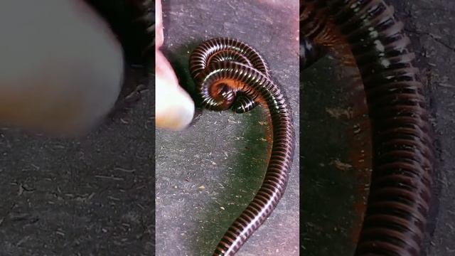 2 kaki seribu (millipedes) #natural insetosed #youtubevideos