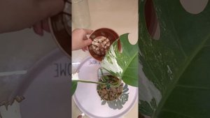 Монстера Тайское Созвездие. пересаживаю из керамзита в землю.