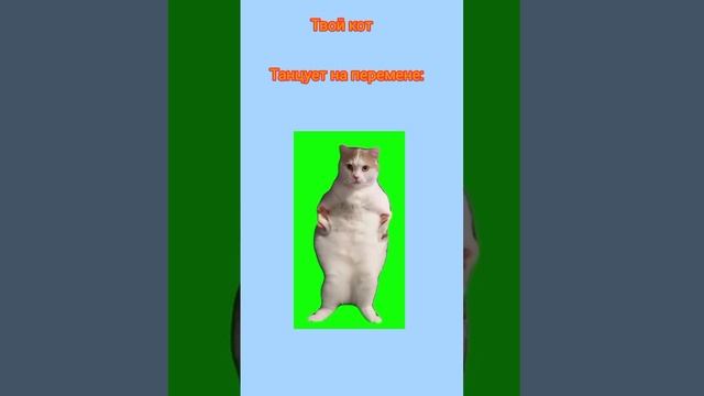 Твой кот#кот#мем смотреть онлайн
