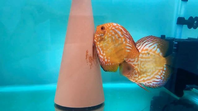 Нерест Дискусов смотреть онлайн