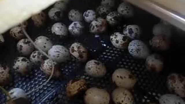 Рождение птенца перепела. смотреть онлайн