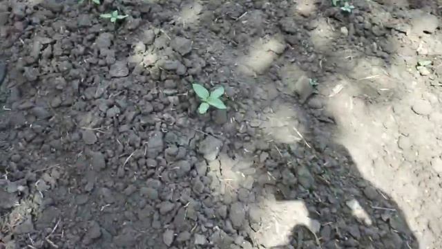 7.06.23.LG-50480🤫. Розвиток🌻 соняшника і 😠 продовження емоцій.😠 смотреть онлайн