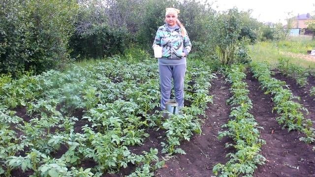 Картошка взошла. ВСЕ ЧТО НУЖНО ЗНАТЬ О ВЫРАЩИВАНИИ КАРТОФЕЛЯ!