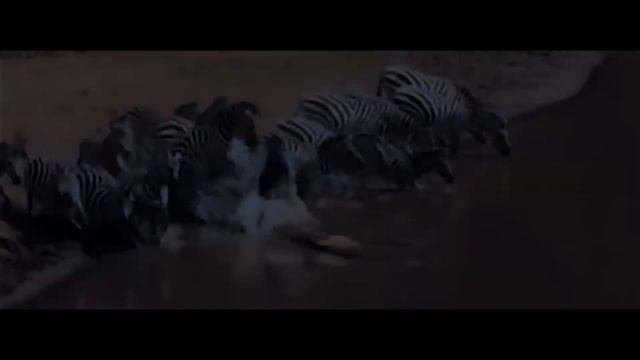 Animal world - struggle for existence