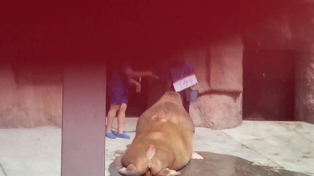 ПРЕДСТАВЛЕНИЕ ТИХООКЕАНСКОГО МОРЖА,16.07.2024, г. Ижевск смотреть онлайн