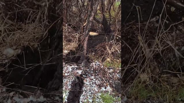 Крокодил против деревьев #краснодарскийкрай #сельскоехозяйство #shortsvideo #shorts