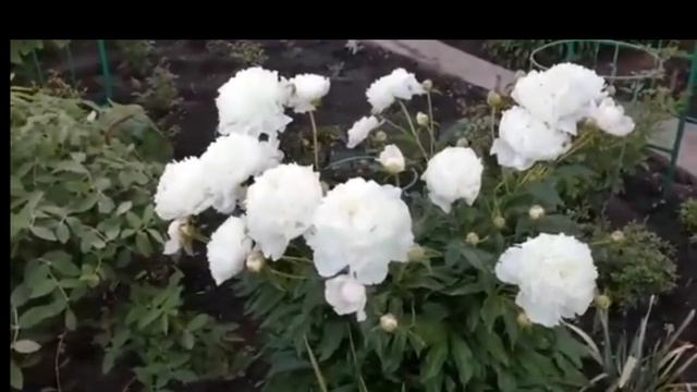 Очень красивый пион! Посадите его у себя и он покорит ваше сердце ❤️ смотреть онлайн