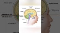 Brain anatomy