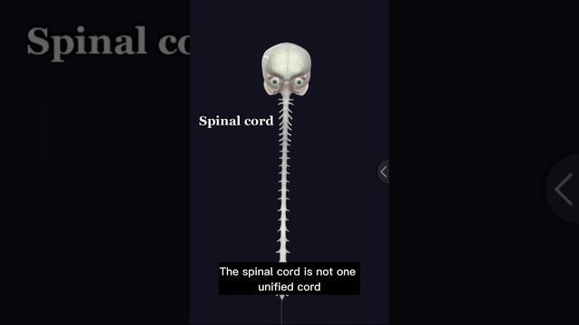 The Central Nervous System (CNS)
