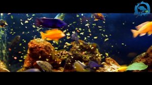 MSTropical | Feeding Malawi Cichlids | Sera Flora