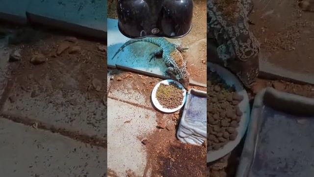 Love this little guy! tegu reptiles lizard reptile