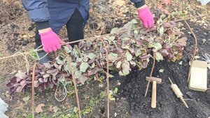 Укрываем скумпию кожевенную на зиму