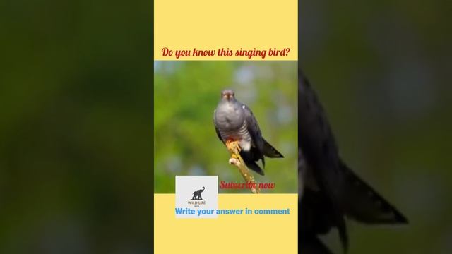 SINGING & CHIRPING BIRDS.