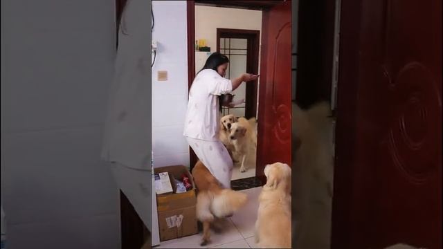 The Daily funniest dog videos 2021 #Shorts322 смотреть онлайн