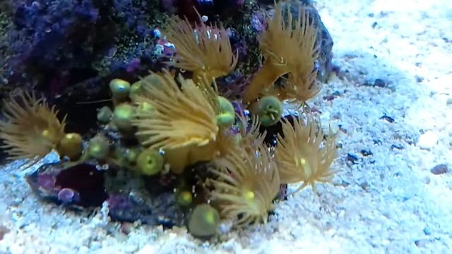 Паразоантус желтый - Parazoanthus sp. gracilis