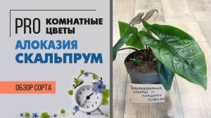 Алоказия скальпрум. Обзор сорта. Необыкновенное по красоте неприхотливое комнатное растение.