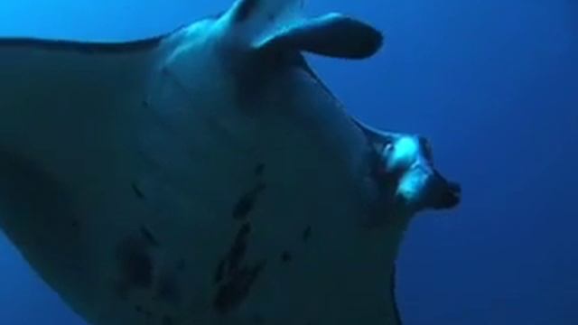 Jack's Diving Locker dive presentation! смотреть онлайн