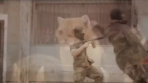 Кот ловит вьетнамские флешбеки.