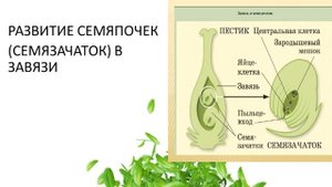 покрытосеменные