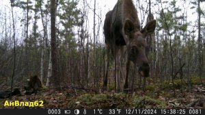 Семья лосей