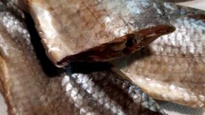 Как правильно сушить рыбу вниз головой или хвостом?
