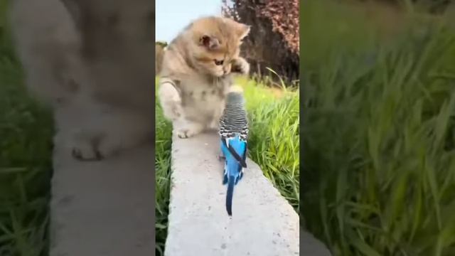 Cat & bird #short#wild animals# virel video