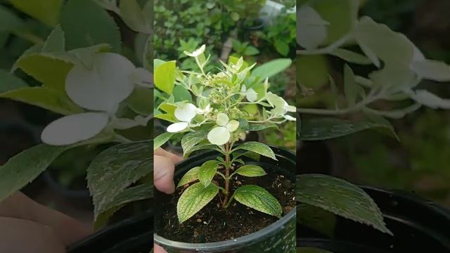 Укоренение метельчатой гортензии с зачатками соцветий.