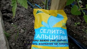 Подкормка томатовв теплице от вершинной гнили