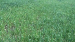 Озимая пшеница после заморозков + работа гербицида