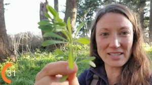 Just a Minute: Galium (aka Bedstraw)