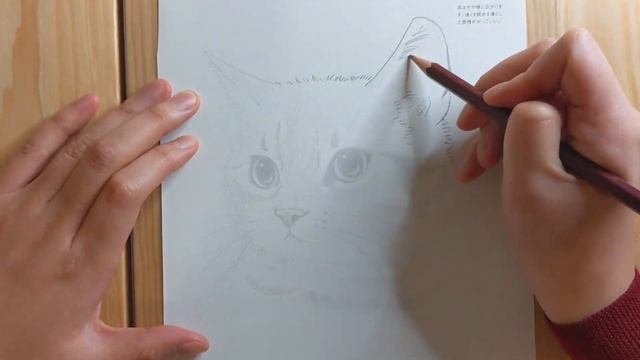 猫を描いてみました。 American Shorthair アメリカンショートヘア