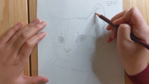 猫を描いてみました。 American Shorthair アメリカンショートヘア