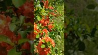 Весна, все цветёт пчелы опыляют айву!!! Красота!!!